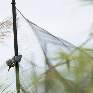 Para la captura de aves, se utilizan las llamadas redes japonesas, diseñadas para enganchar a las aves sin causarles daños. Martín Pescador capturado