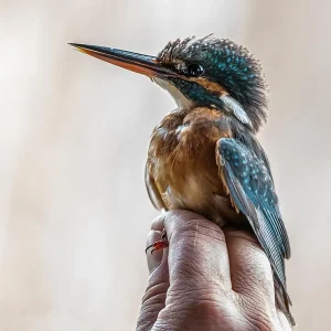 Comprobar su estado, plumaje, grasa... Anillamiento de un Martín Pescador