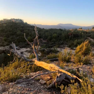 En realidad esto forma parte de la propia obra de arte, pues el duelo ha sido superado y el bosque poco a poco recupera el pulso Bosc de les Creus