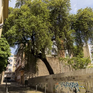 Uno de los pocos árboles que destacan en Gràcia es una encina (Quercus ilex) que los técnicos forestales han datado en más de 250 años. Era una encina que se encontraba delante de la masía de ca l’Hortal, cuando gran parte del municipio era una zona agrícola, cuando aún no se había empezado a urbanizar. En noviembre de 2018 diversas entidades locales, junto con los vecinos de Gràcia, se manifestaron durante semanas para impedir el derribo y la tala de la encina bicentenrea.