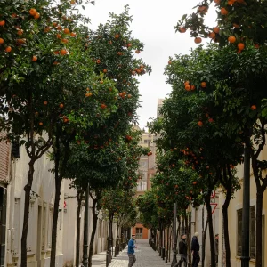 Curiosa calle del barrio de Sant Andreu. típica del distrito. Calle Peronella y sus Citrus reticulata, llenos de mandarinas.