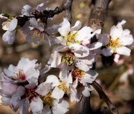El albaricoquero es un árbol frutal caducifolio de mayor tamaño que el ciruelo o el melocotonero, llegando a alcanzar, algunos ejemplares, alturas de hasta 10-12 metros (ejemplares de las huertas del Valle de Ricote, Vega Alta y Vega Media), con ramas que forman una copa redondeada y bastante amplia. Varias flores del albaricoquero.