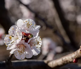 Flor del albaricoque, sus flores suelen ser de color blanco o ligeramente rosado, con numerosos estambres amarillos, como se ve en la foto. Flor del albaricoque (Prunus armeniaca)