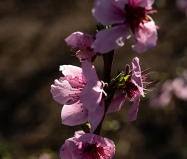 Significado cultural - Samurái: Para los samuráis, representaba la vida corta y honorable, cayendo en la plenitud como las flores en batalla. Flor del cerezo