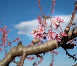 La flor de cerezo, o sakura, es un símbolo icónico de Japón que representa la belleza efímera de la vida, la inocencia y la renovación primaveral Flor del cerezo
