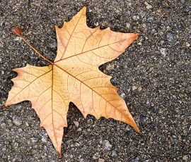 En otoño, las hojas adquieren un color típico y se caen de los árboles. Esta es una de ellas Hoja seca en el suelo empedrado