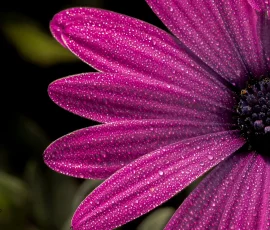 Osteospermum Bright Purple o Margarita del Cabo originaria de Sudafrica, en el Jardín botánico de Barcelona, nos podemos encontrar con esta variedad de Margarita, Osteospermum Bright Purple o Margarita del Cabo
