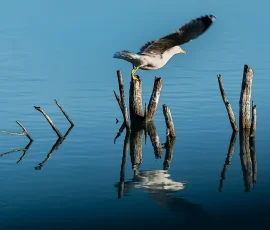 Aunque las gaviotas son aves de agua salada, en su hábitat natural, la búsqueda de alimento las lleva a las zonas interiores en busca de peces. Gaviota iniciando el vuelo