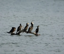 En el Pla d'Urgell existe una laguna interior donde las aves en migración utilizan para su descanso y alimentación. En esta imagen tenemos a cinco cormoranes intentando encontrar su alimento en esta laguna de Ivars. Grupo de cinco cormoranes sobre un troco sumergido en el lago Ivars.