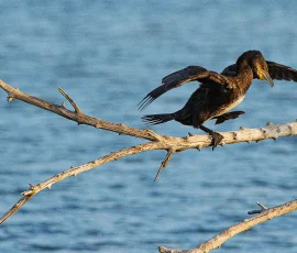 Después de un vuelo sobre las aguas del lago Ivars, este Cormorán se posa en la rama para descansar y otear por sus alrededores para ver si "pilla" alguna cosa que llevarse al pico. Phalacrocorax - Cormorán, un ejemplar en el lago de Ivars posándose en la rama de un árbol (por llamarlo de alguna manera)