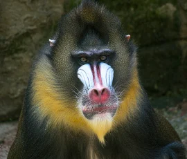 Mandril (Mandrillus sphinx), una especie de primate de la familia de los monos del Viejo Mundo. Los machos adultos son conocidos por su coloración facial distintiva, que incluye una franja roja en el hocico flanqueada por crestas azules arrugadas y una barba amarilla. Mandril sentado