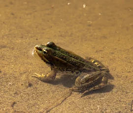 La rana común (Pelophylax-esculentus) es preciada por sus ancas y consumida principalmente en Francia. Es una especie con escasos requerimientos ecológicos que ocupa preferentemente masas de agua ubicadas a altitud media. Rana común Pelophylax esculentus comestible