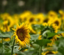 Los girasoles son plantas anuales (como lo indica su nombre específico latín: annuus) que pueden medir tres metros de alto. Los tallos son generalmente erectos e hispidos. La mayoría de las hojas son caulinares, alternas, pecioladas, con base cordiforme y bordes aserrados. Campo de girasoles, donde solo uno está nítido en la imagen
