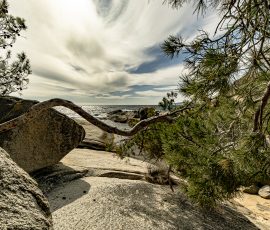 La tenacidad de la vegetación mediterránea sobre el relieve costero. Paisaje costero con grandes rocas grises en primer plano y una rama de pino curvada que atraviesa la imagen. A la derecha, ramas de pino con agujas verdes enmarcan la vista. Al fondo, el mar azul bajo un cielo brillante con nubes blancas alargadas en forma de abanico.