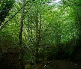 Una carretera serpenteante se interna en el corazón de un hayedo bajo la suave luz de la niebla. Vista de una carretera estrecha y oscura que curva a la derecha a través de un denso bosque verde. Árboles altos con hojas abundantes llenan el encuadre, y una suave niebla blanca es visible entre las ramas al fondo, creando un ambiente húmedo y sombrío.